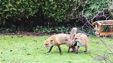 Peter Komoll Calls Police Over Foxes Having Abnormally Long Sex In