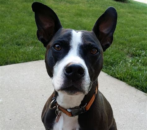 Boston Terrier Pitbull Mix Must Know Tips For This Breed