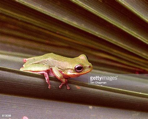 Squirrel Tree Frog Photos And Premium High Res Pictures Getty Images
