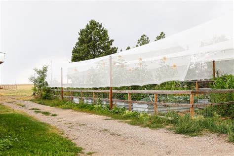 Manuel Reullo Blog The Crazy Hail Protection We Built For Our Garden