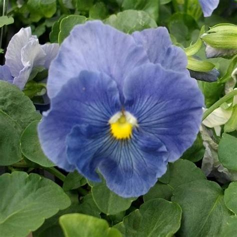 Pansy Crown Blue Pansy From Plantworks Nursery