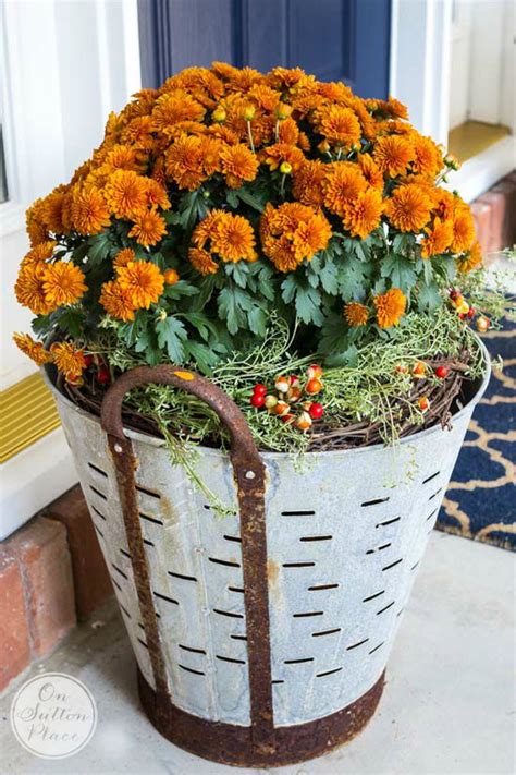 Fall Mums In Olive Buckets On Sutton Place