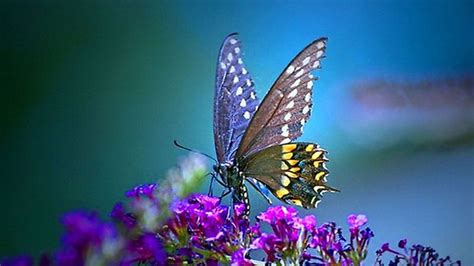 Yellow Black Butterfly On Purple Flowers In Blue Background Hd