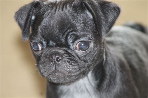 The great collection of cute pug puppies wallpaper for desktop, laptop and mobiles. Sired Snugglepug Black Pug Puppies for Sale | Keighley, West Yorkshire | Pets4Homes