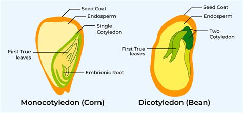 Diagram Showing Parts Of Dicot Seed On White Backgrou