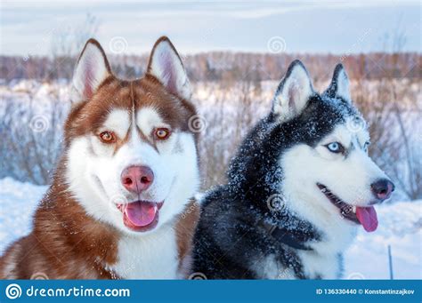 Cuba gooding jr., james coburn, sisqó and others. Happy Dogs Siberian Husky. Closeup Portrait. Funny Snow ...