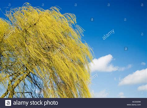 Salix X Chrysocoma Weeping Willow Tree Against A Bright Blue Sky In