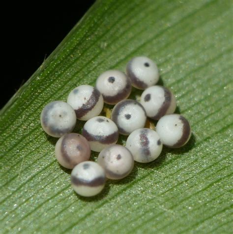 Which Insect Will Hatch From These Neatly Arranged Eggs Flickr