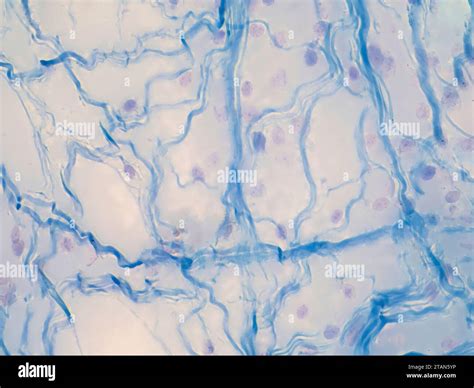 Areolar Connective Tissue Light Micrograph Stock Photo Alamy