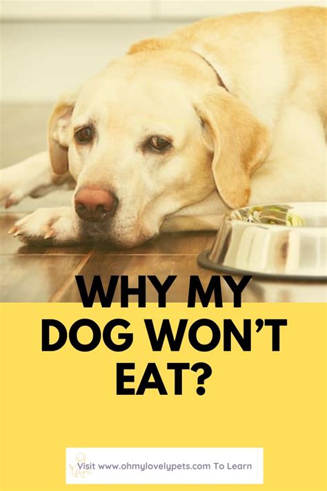 Why My Dog Wont Eat My Dog Wont Eat Dog Refuses To Eat Dogs