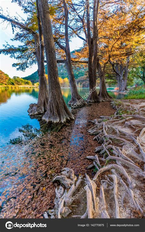 Fall Foliage On The Crystal Clear Frio River In Texas Stock Photo By