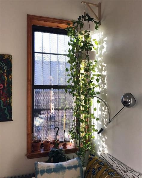 26 Fantastic Ways To Hang Plants On The Wall Like Pros