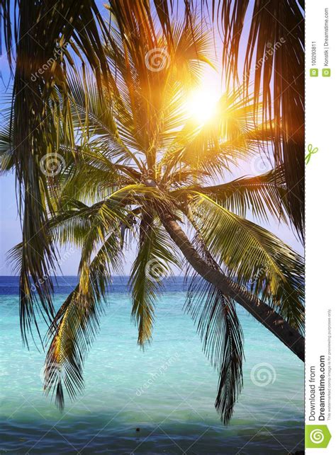 Palm Tree Over Sea In The Light Of The Sunset Maldives Stock Image