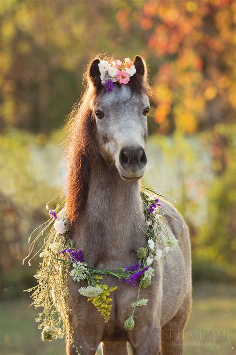 Thehorselifestyle Warmboobz Katie Mgd Voiceofnature Flower Ponies