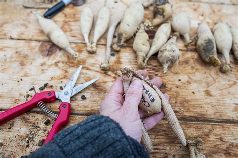 Dividing Dahlias How To Divide And Store Tubers For The Cutting Garden