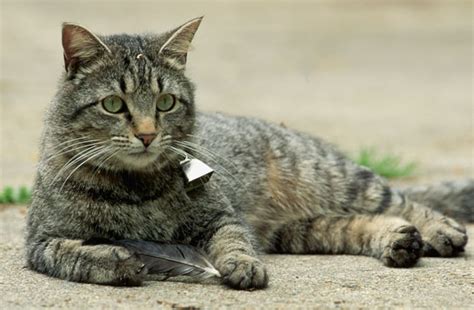 Cats Kill Billions Of Animals A Year Seeker
