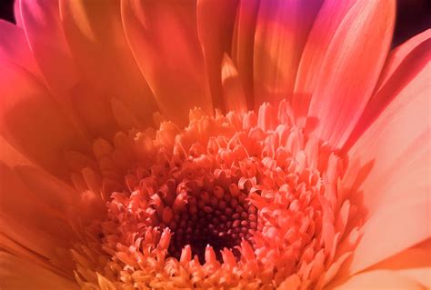 Colorful Flower Joy Photograph By Johanna Hurmerinta Pixels
