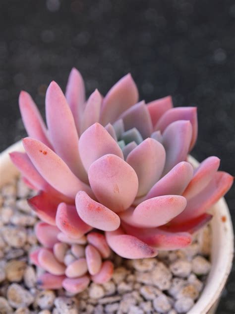 The 25 Best Pink Succulent Ideas On Pinterest Colorful Succulents