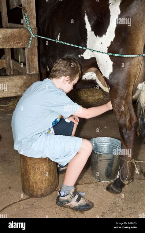 Boy Milking Cow Stock Photo Alamy