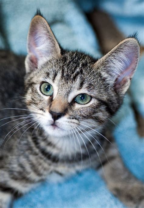 Closeup Of Short Haired Brown Tabby Kitten With White Chin Stock Photo