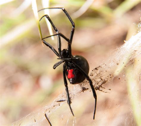 Black Widow Spider Pest Control In Utah Stewarts