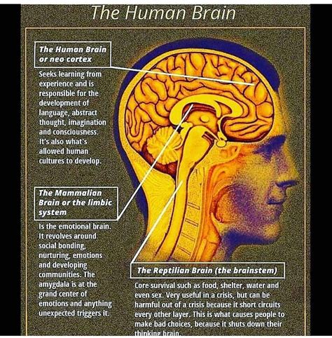 Useful Why Is The Brainstem Considered To Be A Reptilian System Best