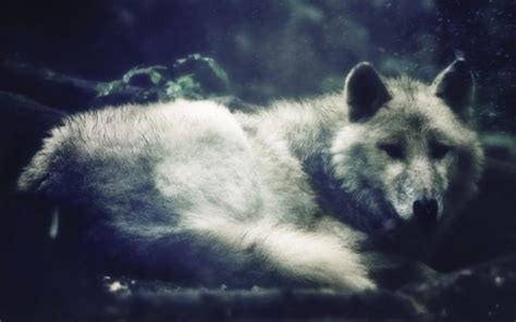 Wolf Wolves Predator Carnivore Wallpapers Hd Desktop And Mobile