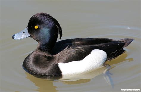 Identify Tufted Duck Wildfowl Photography