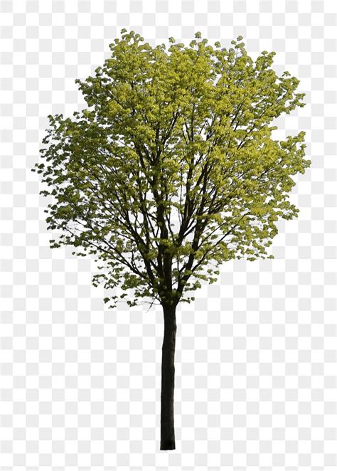 Tree Png Sticker Nature Transparent Free PNG Rawpixel