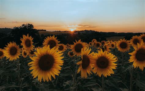 Be inspired by this collection of the best sunflowers wallpapers and photos. Download wallpaper 1920x1200 sunflowers, flowers, yellow, field, sunset widescreen 16:10 hd ...