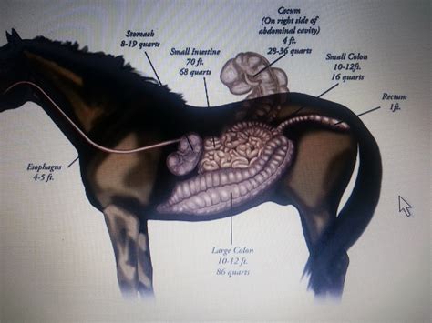 Equine Nutrition The Equine Digestive Tract Anatomy And Physiology