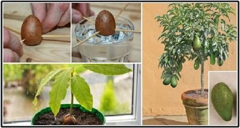 That is quite a long time. How to grow an avocado tree that bears fruit - Cherry Blossom
