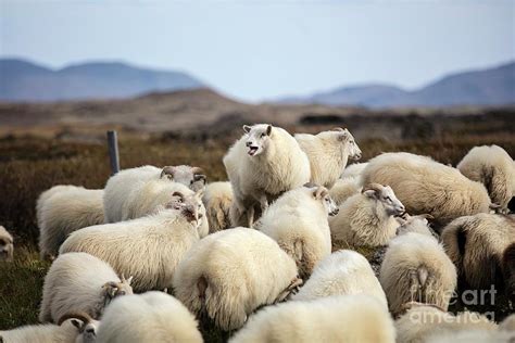 Traditional Icelandic Sheep Round Up Photograph By Michael Szoenyi