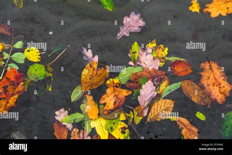 Autumn Coloured Leaves Floating On The Surface Of A Lake Stock Photo