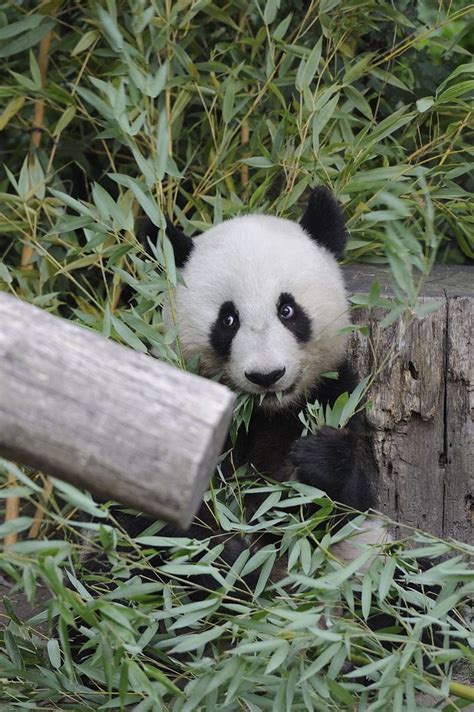 Panda By Josef Gelernter Panda Bear Panda Panda Love