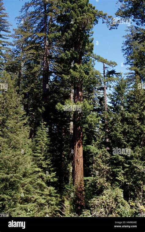 Coast Redwood Or California Redwood Sequoia Sempervirens