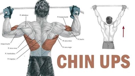 Chin Ups Back Muscles And Bicep Workout Chin Up Pull Up Workout