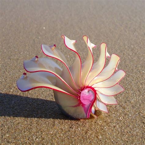 Seashell Rpics