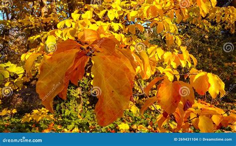 In Autumn Beautiful Yellow Leaves On A Tree Branch And On Ivy On The