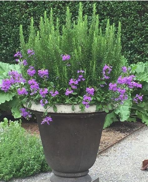 However, if you are more fascinated with pot makers' handcrafts clay pots planted with flowers gives life to a dull looking staircase and railings. 25 Best Ideas of Best Plants For Pots Outdoor