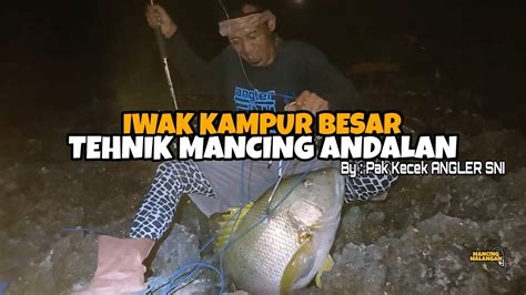 Iwak Kampuran Besar Inilah Ikan Yang Di Cari Para Pemancing Rock