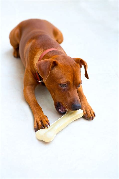 Can I Give My Dog A Bone Marine Way Animal Hospital