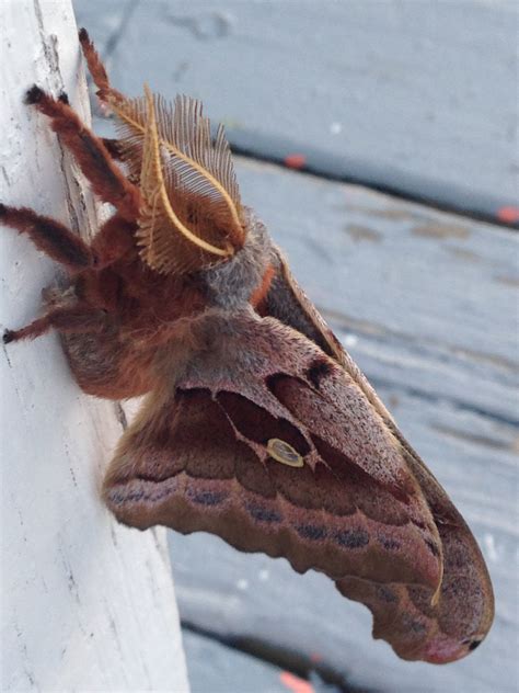 Flickr A Day 255 ‘polyphemus Moth 5 Minutes With Joe