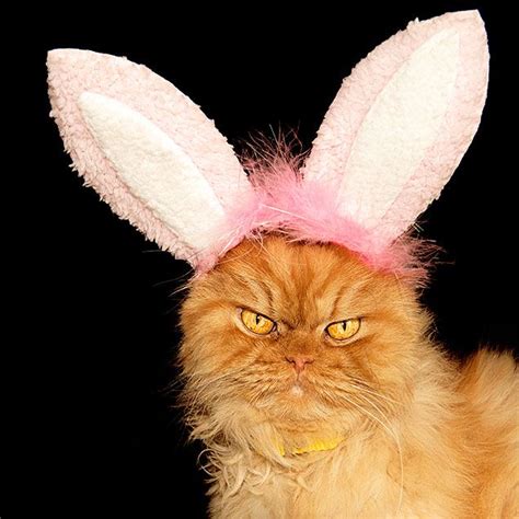 9 Cats Embracing Their Inner Easter Bunny