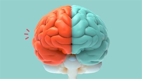 Mengenal Perbedaan Otak Kanan Dan Kiri Serta Fakta Menarik Lainnya Orami