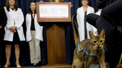 New York Just Banned Cat Declawing Its The First State To Outlaw The Procedure Cnn Politics
