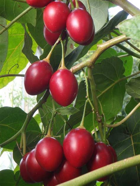 Maybe you would like to learn more about one of these? Pin on Tree tomato tamarillo
