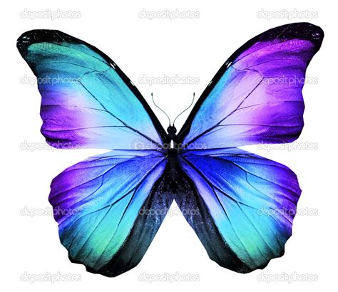 Mariposa Azul Morfo — Foto De Stock © Suntiger 40916783