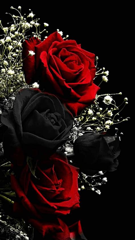 Download Red Black Roses Wallpaper By Perfumevanilla 12 Free On