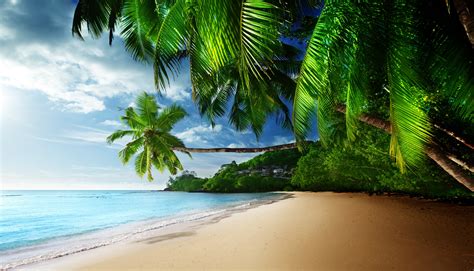 берег пальма море солнце пляж смотреть Обои на рабочий стол Mirowo